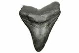 Fossil Megalodon Tooth - South Carolina #261143-1